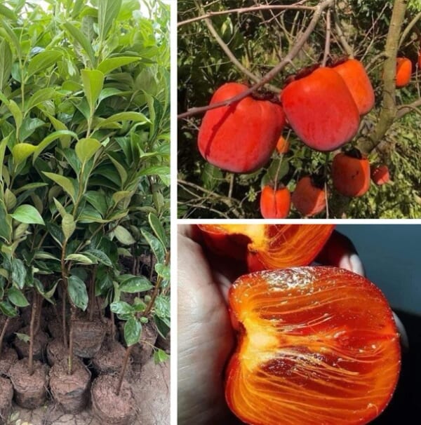 hồng đỏ