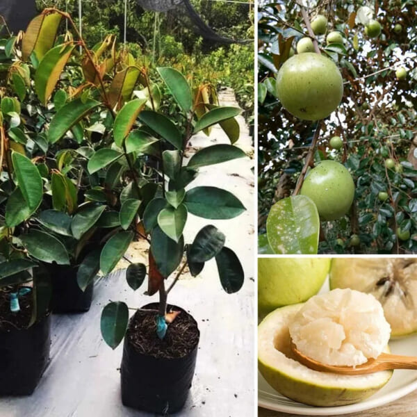 vú sữa lò rèn