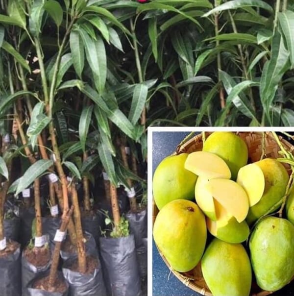 xoài tứ quý